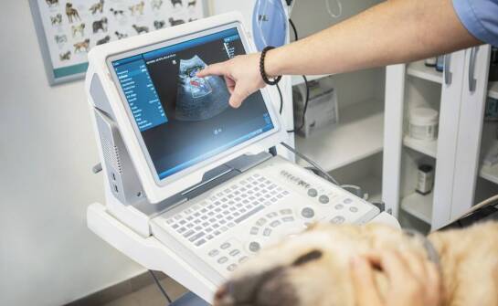 Co odróżnia klinikę weterynaryjną od gabinetu, gdy liczy się diagnostyka i opieka