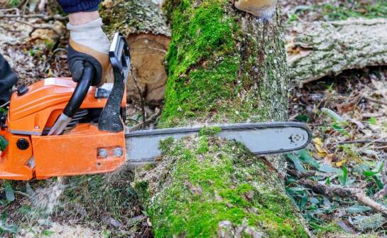 Pilarki STIHL MS 170 i MS 180 — różnica, którą czuć przy cięciu gałęzi i drewna opałowego