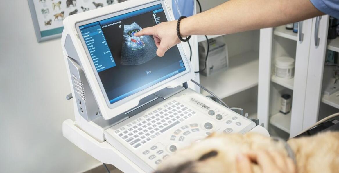 Jak przebiega szybka diagnostyka psa lub kota po godzinach w całodobowej lecznicy weterynaryjnej