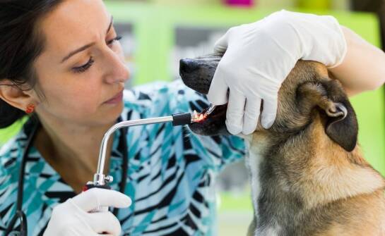 Stomatologiczne problemy u psów i kotów, które długo nie dają objawów i ujawniają się dopiero w badaniu