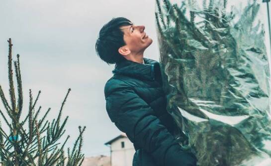 Duży iglak zimą — jak zabezpieczyć go przed mrozem, wiatrem i przesuszeniem