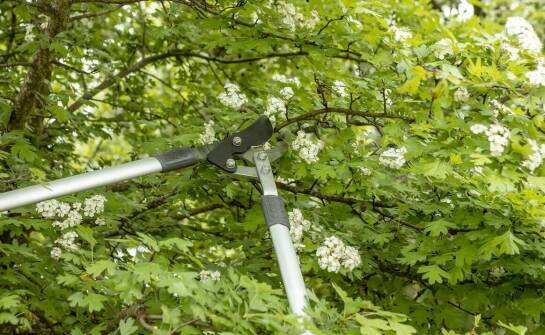 Jak kalina angielska znosi śląskie mrozy, gliniastą glebę i cięcie po kwitnieniu