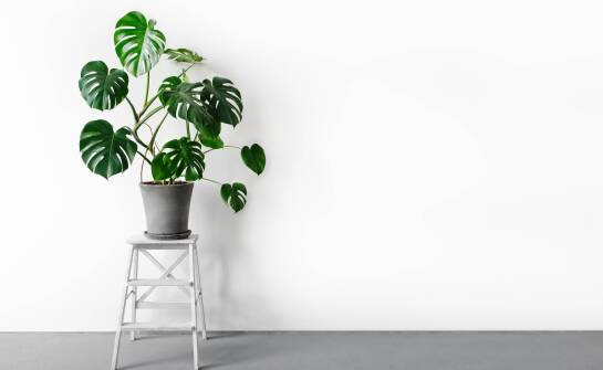 Pnąca monstera z chropowatymi liśćmi — jak rozpoznać ją i utrzymać zimą