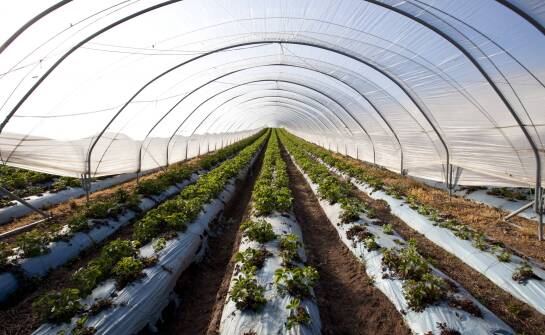 Dlaczego folia rozpraszająca światło pomaga utrzymać równomierne warunki w tunelu
