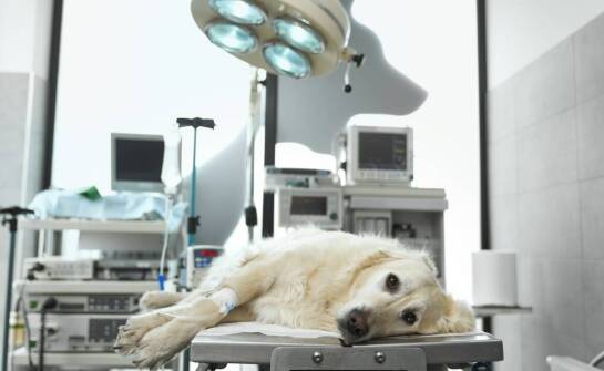 Kiedy pies lub kot potrzebuje lecznicy z chirurgią, diagnostyką i całodobową pomocą w Szczecinie
