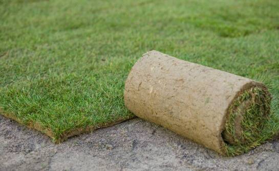 Jak dobrać trawę rolowaną do ogrodu, boiska i terenu publicznego w regionie Opola