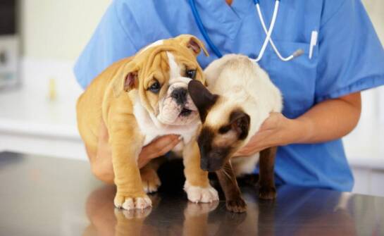Dlaczego sterylizacja psów typu bull po przejściach zmienia zdrowie i szanse na adopcję