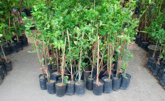 Dlaczego podobne magnolie kosztują różnie — odmiana, rozmiar i jakość sadzonki