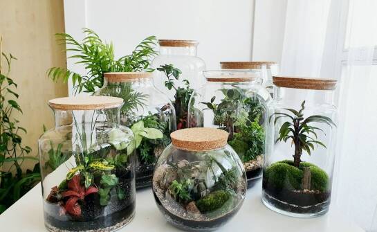 Od czego naprawdę zależy koszt zakupu terrarium i wyposażenia startowego