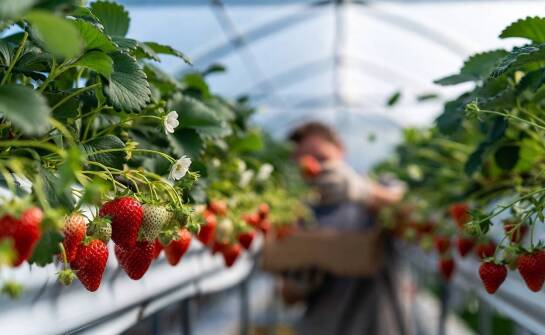 Jakie cechy odmiany Albion najbardziej zmieniają planowanie plantacji i budżet w produkcji towarowej truskawek