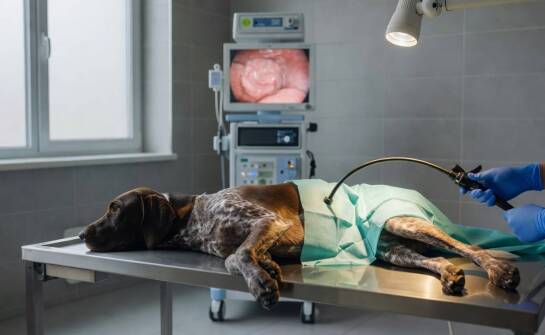 Endoskopia u psa: co można obejrzeć kamerą i jak wynik porządkuje dalszą diagnostykę