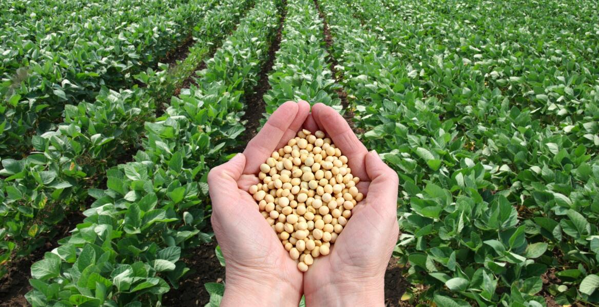 Jak często powinno się stosować w uprawie soi nawozy z bradyrhizobium japonicum?