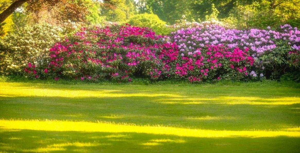 Jakie odmiany azalii są najprostsze w hodowaniu?