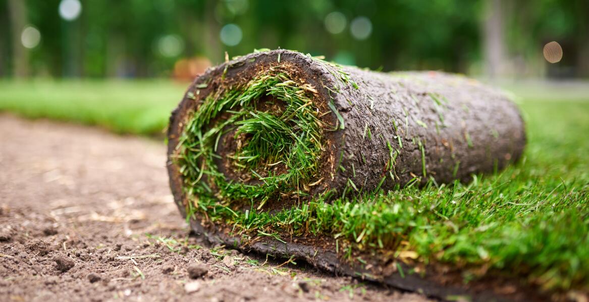 Jak produkuje się trawę na rolce?