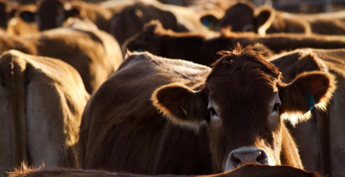 Jakie wymogi powinna spełniać firma skupująca bydło?