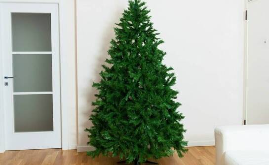 Co warto wiedzieć przed wyborem choinki na pniu?