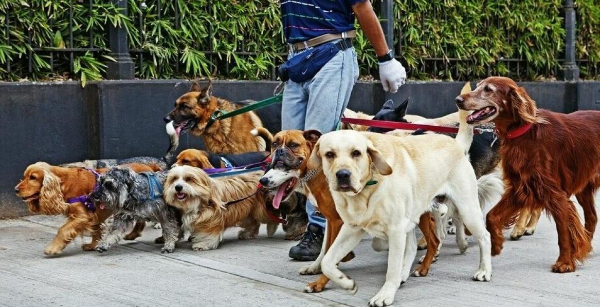 Komu zlecić opiekę nad psem w czasie służbowego wyjazdu?