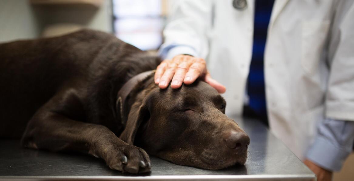 Z jakimi problemami zdrowotnymi u psa należy niezwłocznie udać się do weterynarza?
