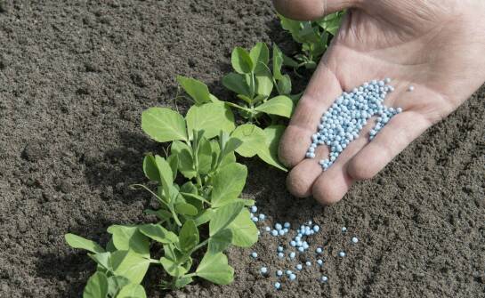 W jakim celu stosuje się nawozy azotowe?