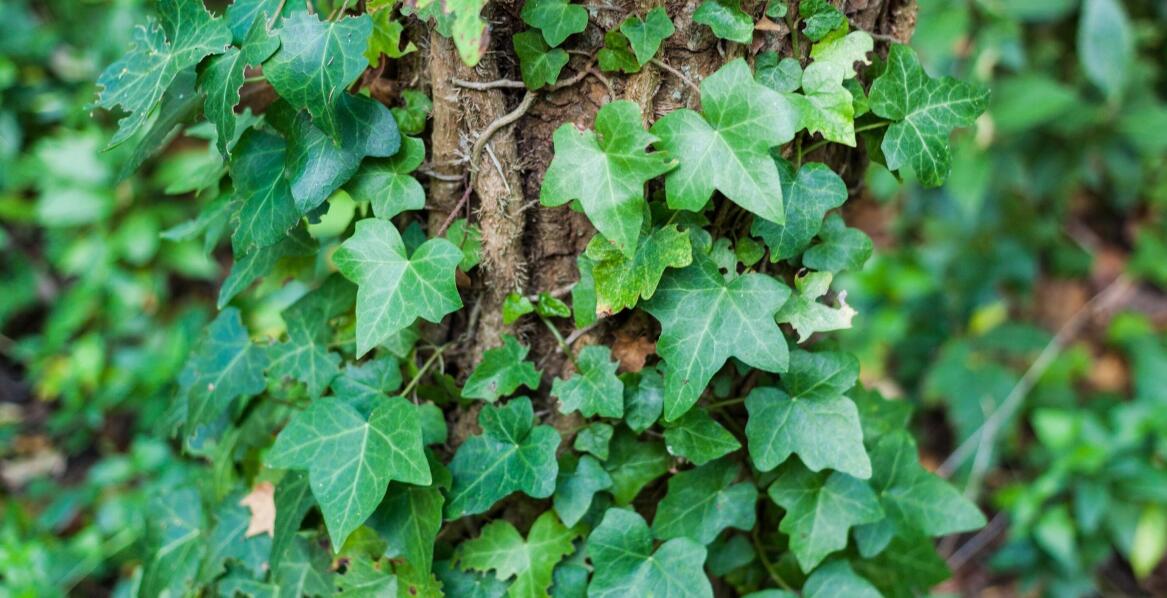 Jakie są najlepsze miejsca do posadzenia bluszczu zimozielonego w ogrodzie?