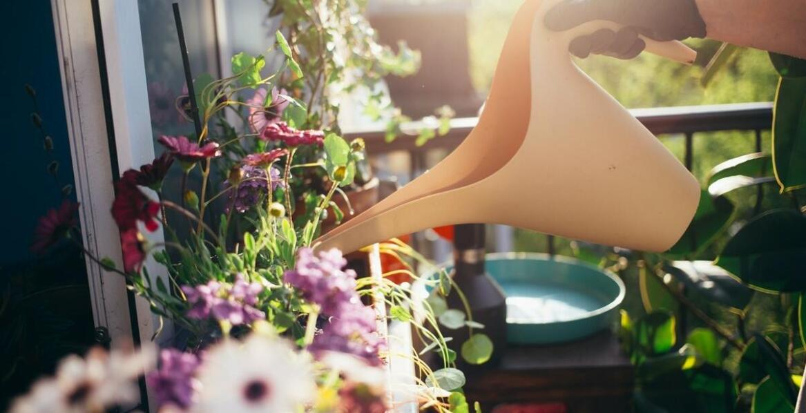 Jak dbać o rośliny balkonowe - porady i wskazówki