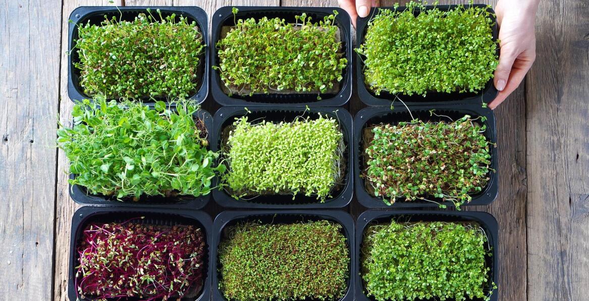 Popularne nasiona do kiełkowania