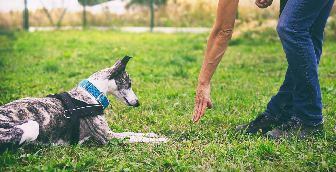Dlaczego warto zainwestować w szkolenie psów?