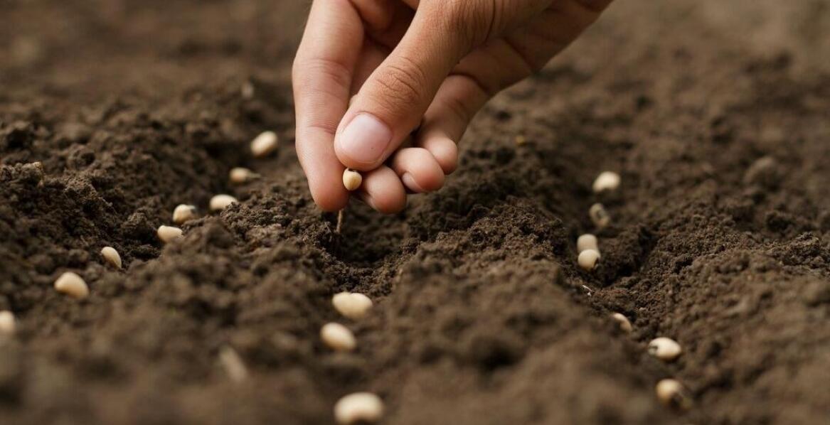 Czy jakość nasion ma wpływ na jakość plonów?