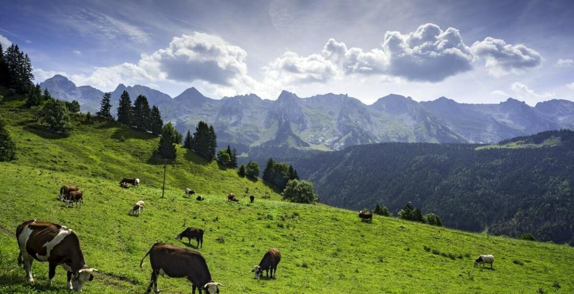 Jakie korzyści przynosi stosowanie bufora dla krów w diecie zwierząt?