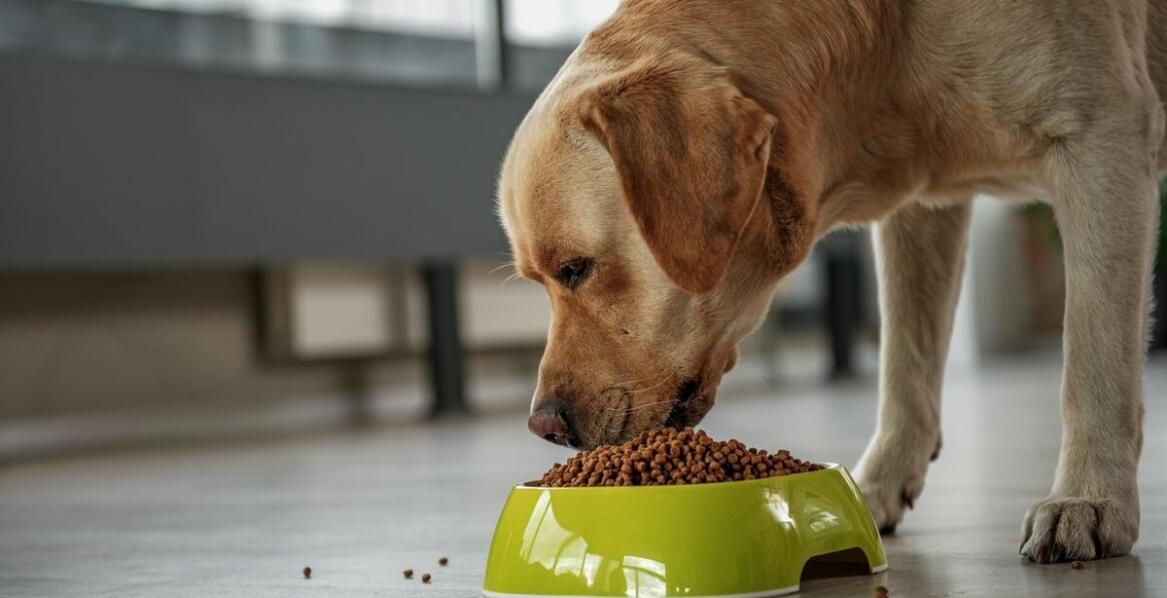 Jak wprowadzić nową karmę suchą dla psa dużego, aby uniknąć problemów żołądkowych?