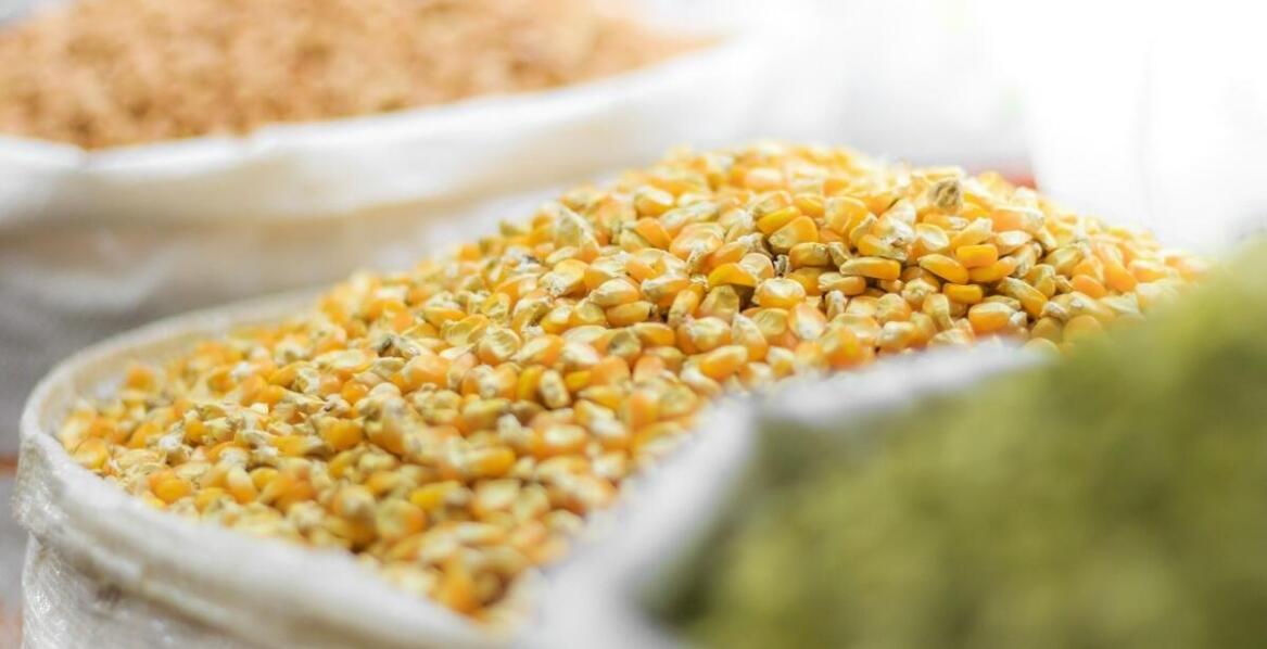 Jak wybrać najlepsze nasiona kukurydzy do siewu dla Twojej hodowli bydła?