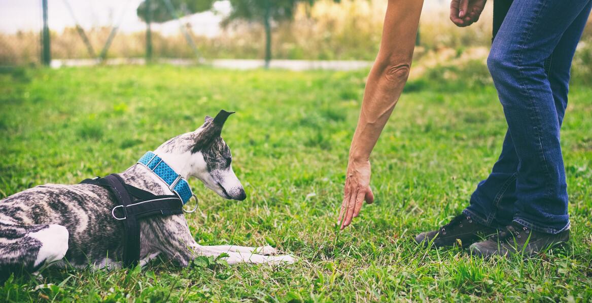 Ile realnie kosztuje szkolenie psów?