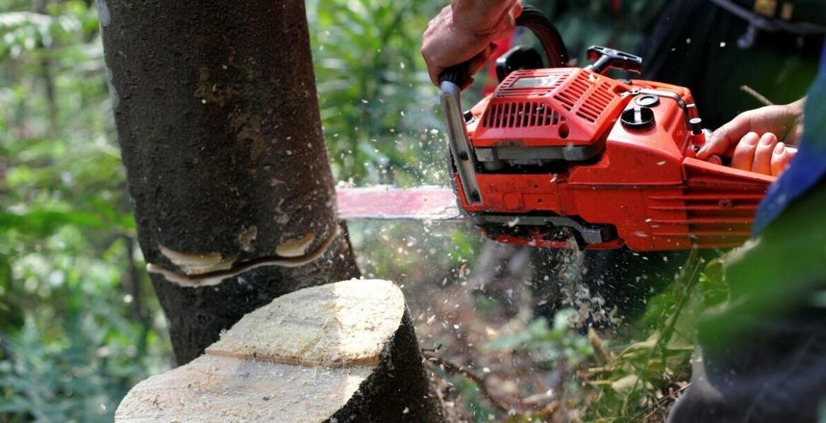 Wycinka drzew - jakie drzewa można wycinać bez uzyskania pozwolenia?
