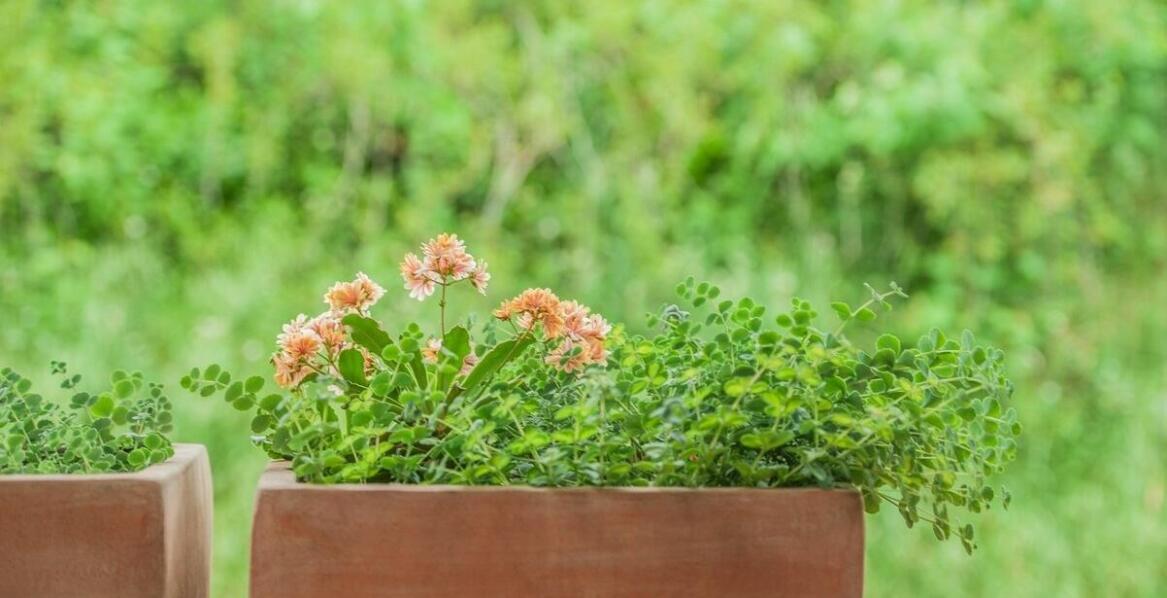 Jakie rośliny najlepiej prezentują się w betonowych donicach ogrodowych?