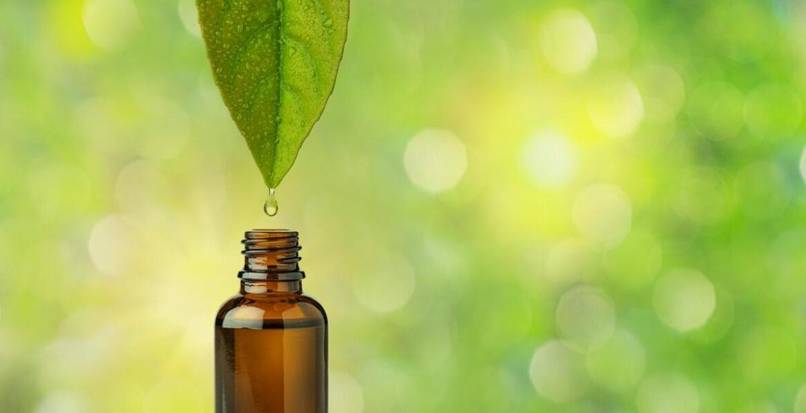 Wykorzystanie olejku eterycznego drzewa herbacianego w domowych środkach czystości