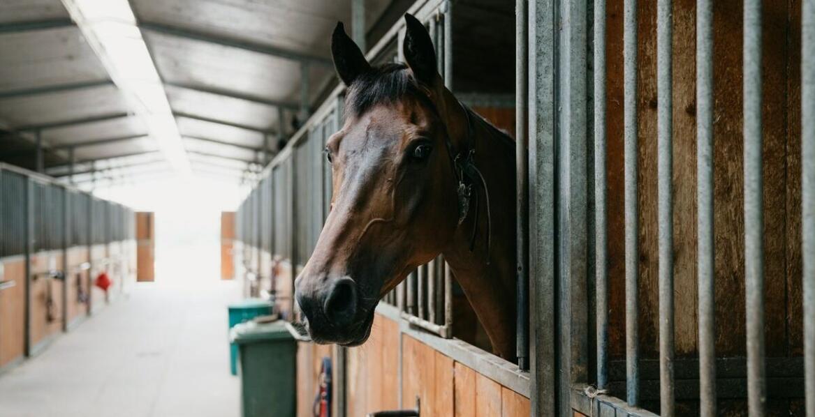 Wpływ warunków życia i infrastruktury na jakość hodowli koni skokowych