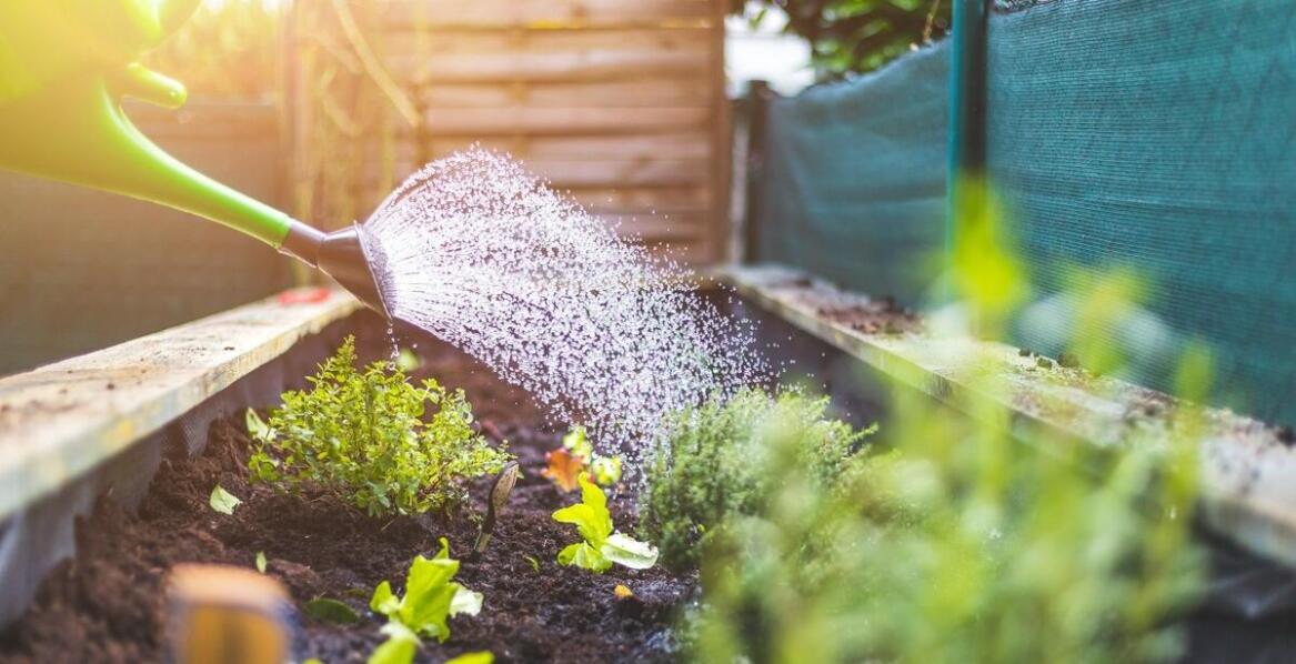 Jak skutecznie nawadniać swój ogród?