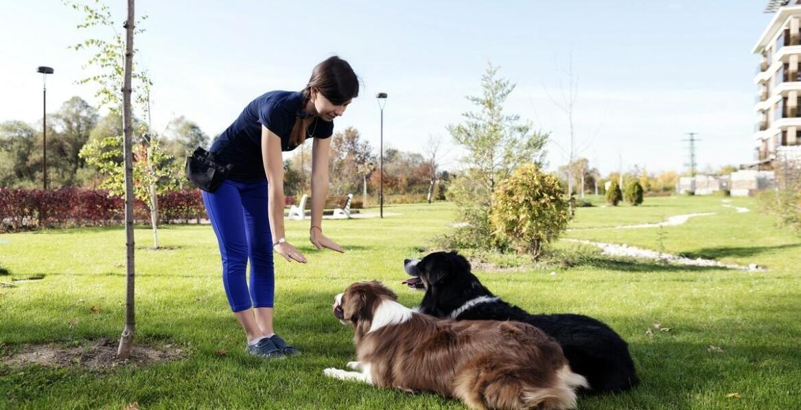 Jak radzić sobie z niepożądanymi zachowaniami u psów podczas szkolenia?