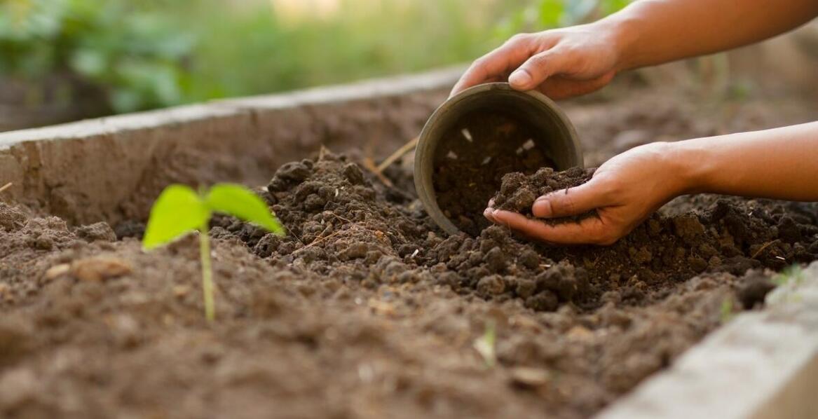 Jak przygotować glebę pod nasadzenia po zakupie w sprzedaży roślin wrzosowatych?