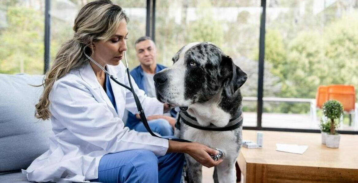 Jak wyglądają wizyty domowe świadczone przez weterynarza?