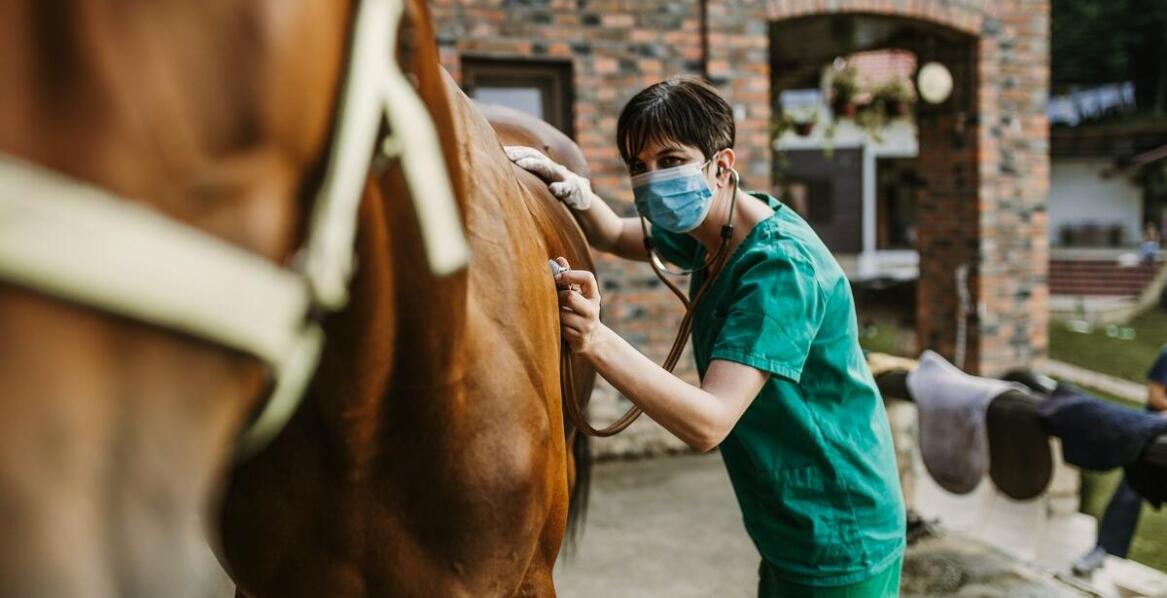 Jak prawidłowo aplikować maść końską na ciało konia?
