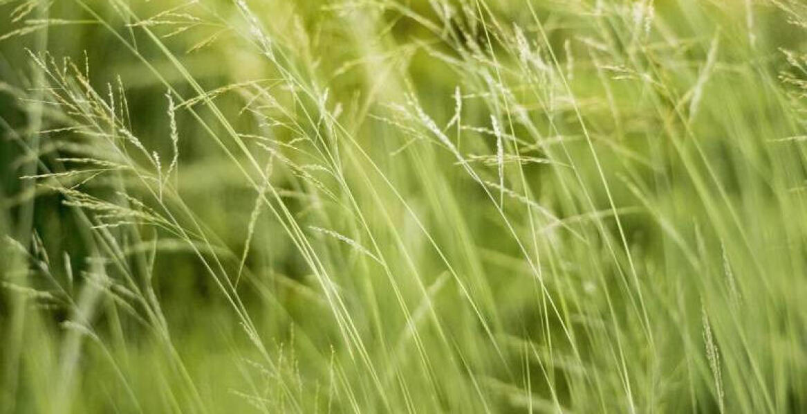 Ozdobne trawy w ogrodzie - czy warto się na nie zdecydować? 