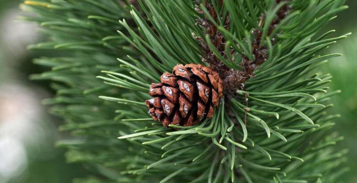 Czy ośrodek wczasowy w Borach Tucholskich - Koziołokowo, to dobre miejsce na wypoczynek?