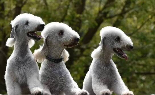 Bedlington terrier – jak o niego dbać?