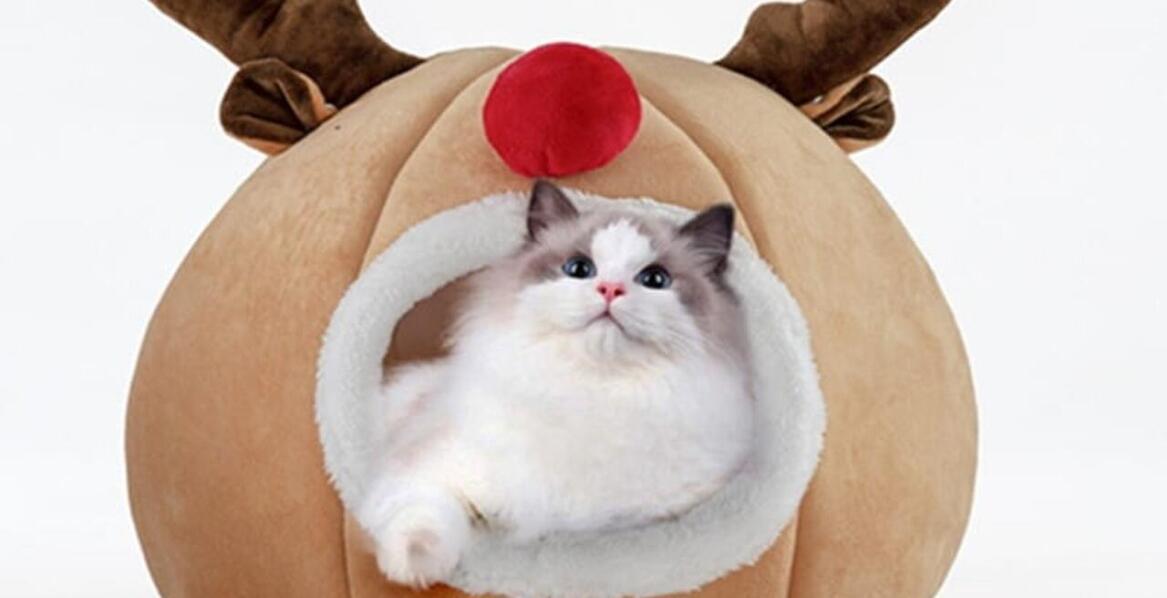 Czym kierować się przy wyborze domków dla kota?