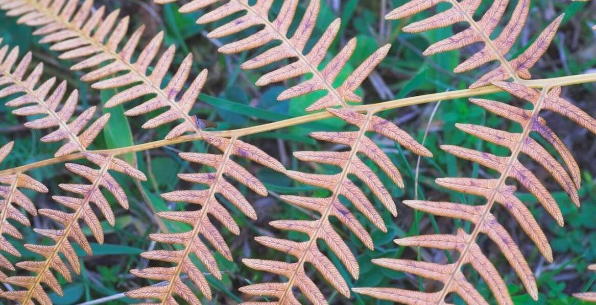 Rośliny – idealna ozdoba