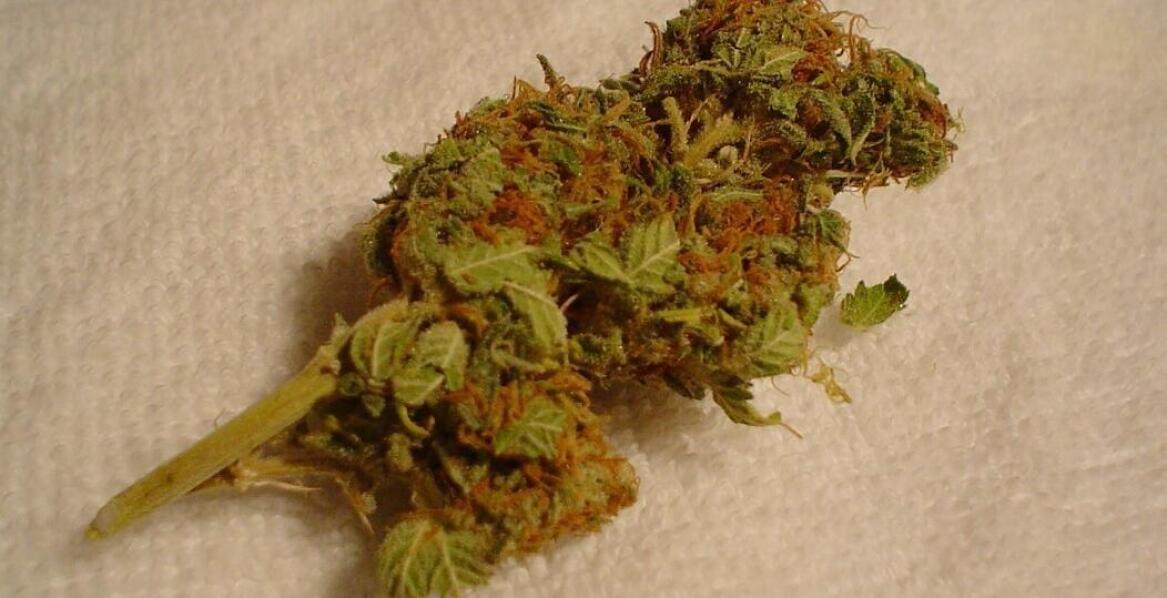 Interesują nas nasiona konopi automaty?