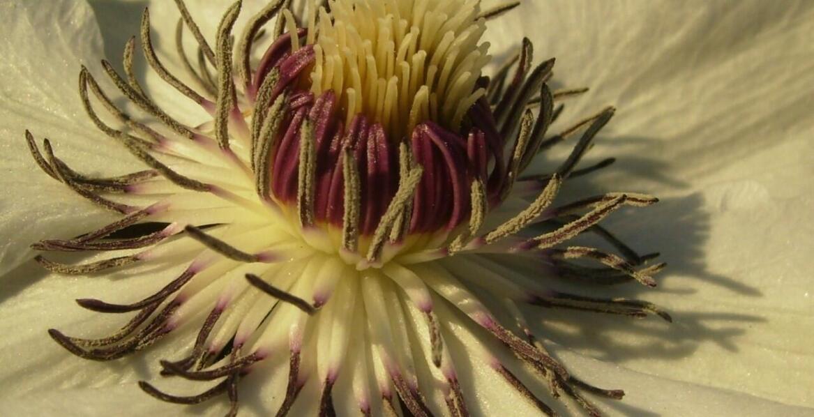 Oprysk chwastów niezbędny proces w ogrodzie