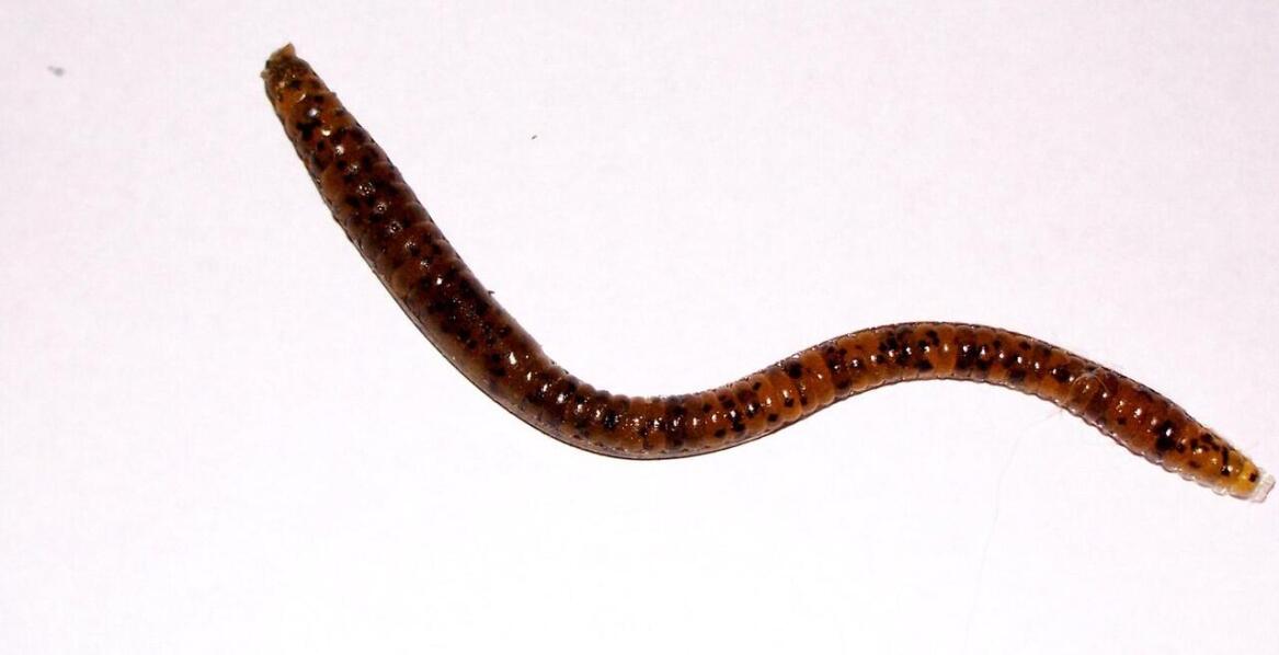 Owsiki i glisty jako najczęstsze pasożyty