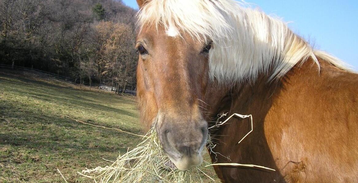 Czempion, który jest dżokejem